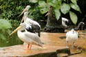Pelikane im Bali Bird and Reptile Park