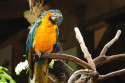 Papagei im Bali Bird and Reptile Park